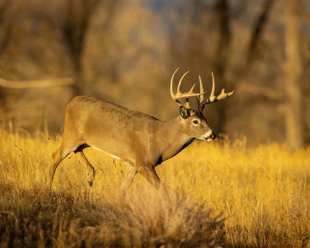 Whitetail Deer Texas Photo Man